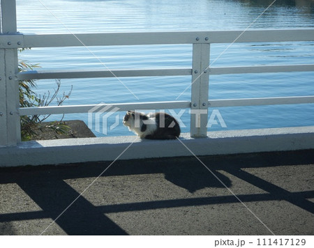 ニャンコとバイク ニャンコとバイク 111417129