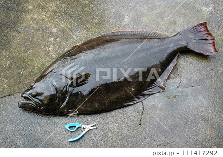 ルアーで釣れた10kgの大ビラメ ルアーで釣れた10kgの大ビラメ 111417292
