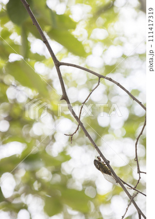 夏八月、木陰で休む蝉風景-5 夏八月、木陰で休む蝉風景-5 111417319