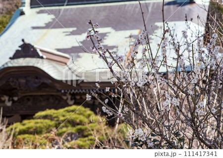 鎌倉2402 妙法寺6 鎌倉2402 妙法寺6 111417341