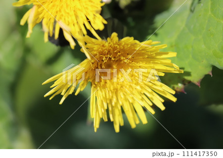 冬の道端に咲く黄色いオニノゲシの花 冬の道端に咲く黄色いオニノゲシの花 111417350