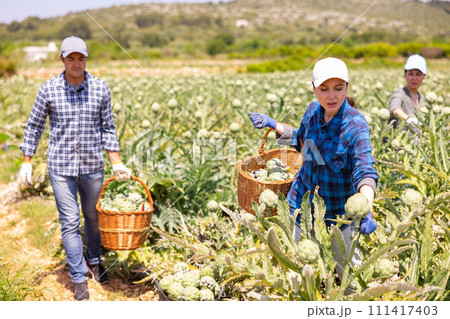 Plantation workers picking artichokes on field 111417403