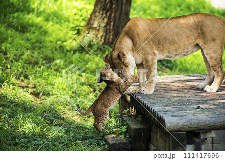 母親に甘えるライオンの赤ちゃん 母親に甘えるライオンの赤ちゃん 111417696