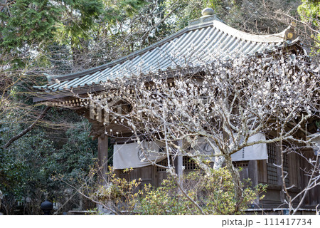 鎌倉2402　安国論寺2　梅 111417734