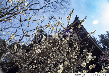 鎌倉2402　妙本寺1　梅 111417934