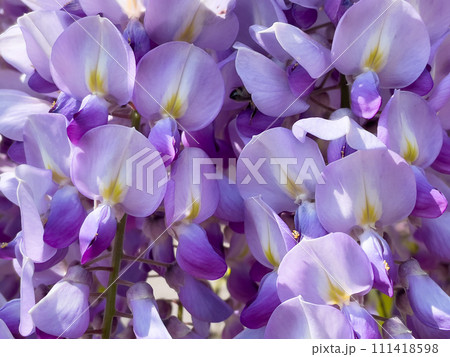 Blooming Wisteria Sinensis with scented classic purple flowersin full bloom in hanging racemes closeup. Garden with wisteria in spring Blooming Wisteria Sinensis with scented classic purple flowersin full bloom in hanging racemes closeup. Garden with wisteria in spring 111418598