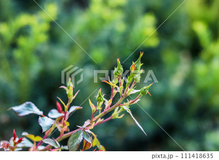 Beautiful red leaves on a rose bush in the garden in the sunshine. Selective focus 111418635