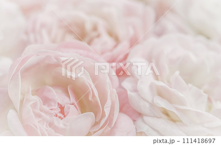 White rose flower petals. Macro flowers backdrop for holiday design. Abstract floral background. Soft focus. 111418697