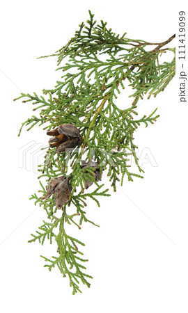 Cypress with cones. Is used for for beauty, skin care, wellness. Alternative medicine. Isolated. 111419099