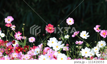 秋の花壇に咲くピンクのコスモスの花 秋の花壇に咲くピンクのコスモスの花 111419353