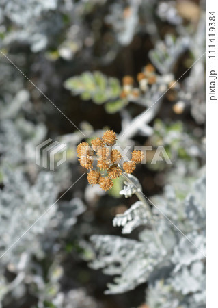 Silver ragwort Silver ragwort 111419384