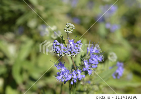 Bluebeard Bluebeard 111419396