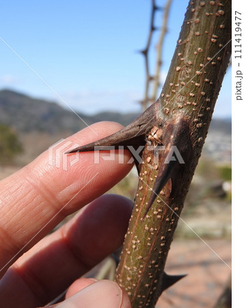 ニセアカシアの棘 111419477