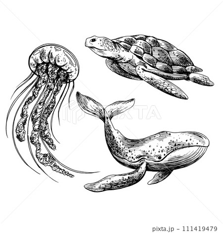 Underwater world clipart with sea animals whale, turtle, jellyfish. Graphic illustration hand drawn in black ink. A set of isolated elements EPS vector 111419479