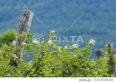Blooming blackberries orchard , Zemplin hills, Hungary Blooming blackberries orchard , Zemplin hills, Hungary 111419585