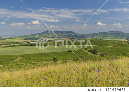 Vineyards under Palava,  Southern Moravia, Czech Republic 111419681