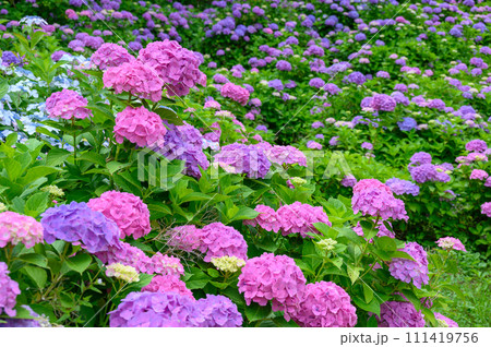 カラフルな紫陽花上磯ダム公園のカラフルな紫陽花 カラフルな紫陽花上磯ダム公園のカラフルな紫陽花 111419756