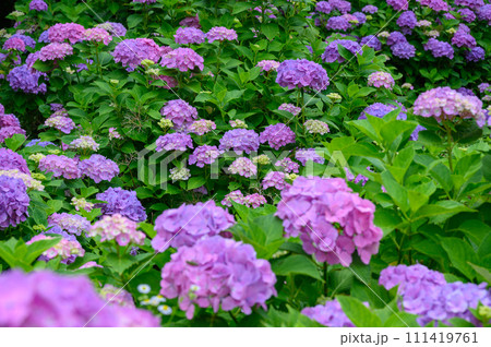 上磯ダム公園のカラフルな紫陽花 上磯ダム公園のカラフルな紫陽花 111419761