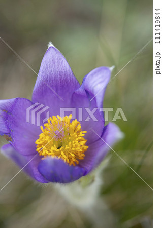 Pasque flower, National park Podyji, Southern Moravia, Czech Republic Pasque flower, National park Podyji, Southern Moravia, Czech Republic 111419844