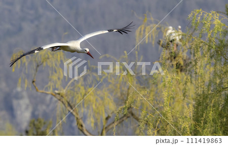 White stork (ciconia ciconia), early spring near Hunawihr, Alsace, France 111419863