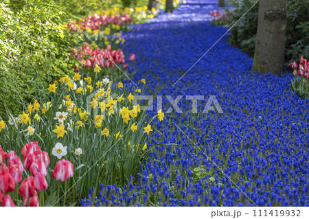 Muscari flowers (Muscari armeniacum) and Narcissus jonquilla, rush narcis in Keukenhof flower garden, Lisse, Netherlands Muscari flowers (Muscari armeniacum) and Narcissus jonquilla, rush narcis in Keukenhof flower garden, Lisse, Netherlands 111419932