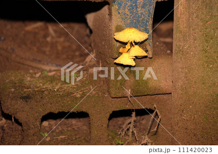 コガネキヌカラカサタケ 111420023