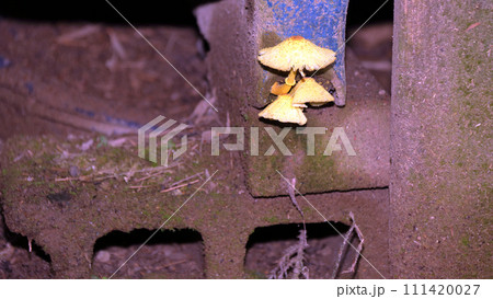 コガネキヌカラカサタケ 111420027