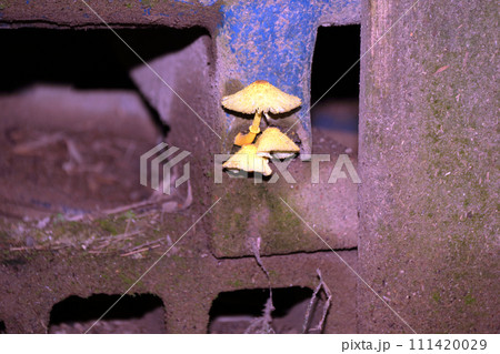 コガネキヌカラカサタケ 111420029