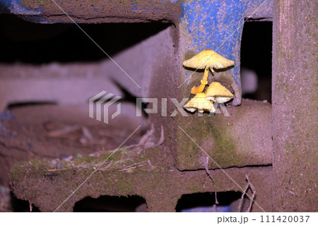 コガネキヌカラカサタケ 111420037