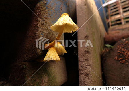 コガネキヌカラカサタケ コガネキヌカラカサタケ 111420053