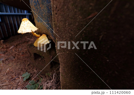 コガネキヌカラカサタケ 111420060