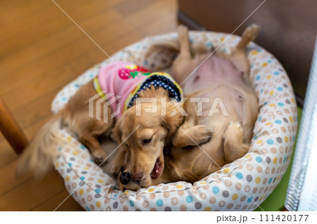 出産直前の妊婦犬　カニンヘンダックスフンド 111420177