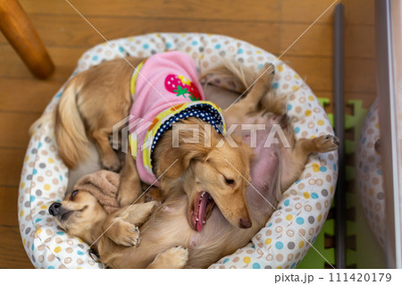 出産直前の妊婦犬　カニンヘンダックスフンド 111420179