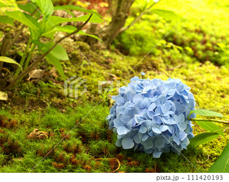 苔の上に落ちた水色の紫陽花 111420193