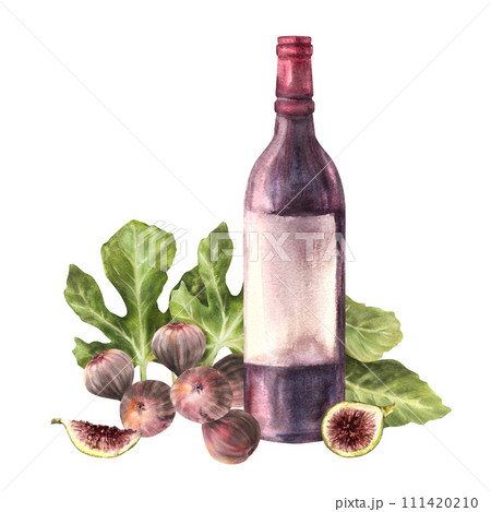 A branch of juicy, ripe purple figs with leaves and whole fruit with bottle of red wine. Clipart for card, label, sticker, price tag, logo Hand drawn watercolor illustration Isolated white background A branch of juicy, ripe purple figs with leaves and whole fruit with bottle of red wine. Clipart for card, label, sticker, price tag, logo Hand drawn watercolor illustration Isolated white background 111420210