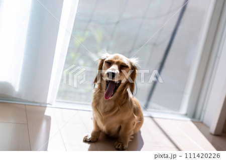 出産直前の妊婦犬 カニンヘンダックスフンド 出産直前の妊婦犬 カニンヘンダックスフンド 111420226