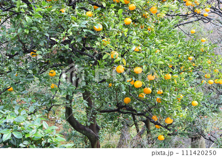 たわわに実るみかん 111420250