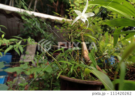 セッコク 111420262