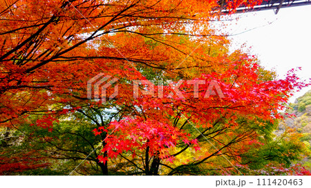帝釈峡の駐車場付近の紅葉 111420463