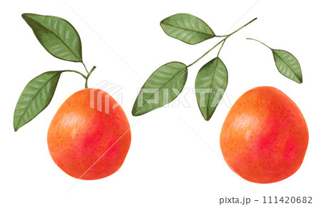 Whole grapefruit or blood orange with leaves. Illustration with watercolors and markers. Hand drawn isolated sketch.Clip art of organic fruits for juice or detox smoothie, healthy food with vitamin C. 111420682