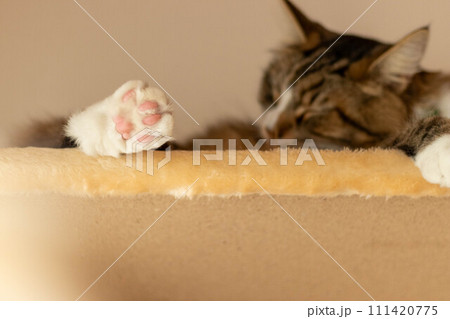 キャットタワーでくつろぐ猫 キャットタワーでくつろぐ猫 111420775