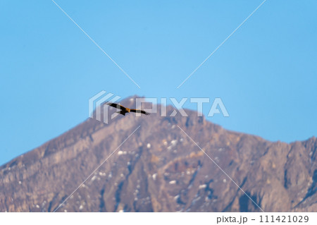 桜島御岳とトンビ 桜島御岳とトンビ 111421029