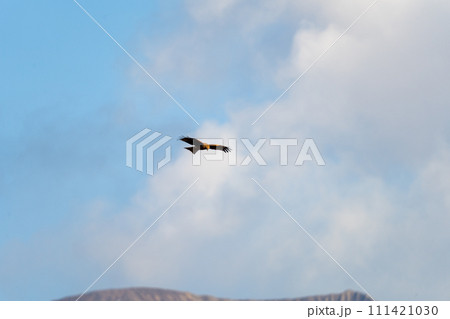 桜島御岳とトンビ 桜島御岳とトンビ 111421030