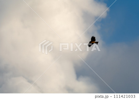 桜島御岳とトンビ 111421033