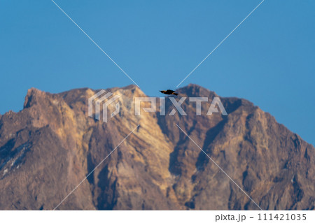 桜島御岳とトンビ 桜島御岳とトンビ 111421035
