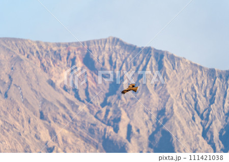 桜島御岳とトンビ 111421038