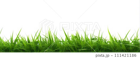 Green grass isolated on white background. Natural spring background. 111421186