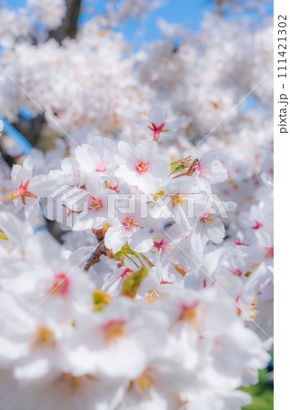満開の桜（ソフトフォーカス） 111421302