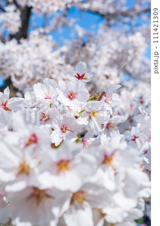 満開の桜 満開の桜 111421309
