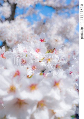 満開の桜(ソフトフォーカス) 満開の桜(ソフトフォーカス) 111421310